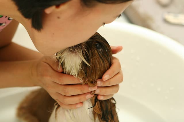 Women doting on her shih tzu when bathing him