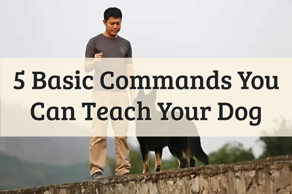 Well Pet - Teach Your Dog Or Puppy The Five Basic Commands Feature Image