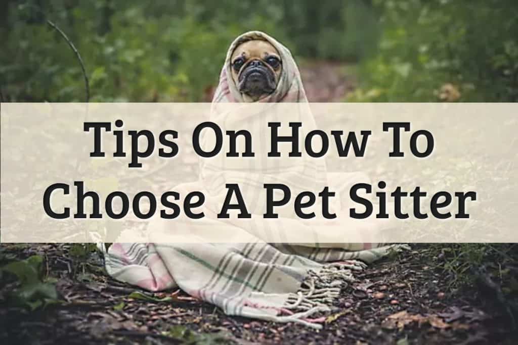 Well Pet - How To Choose The Best Pet Sitter Feature Image