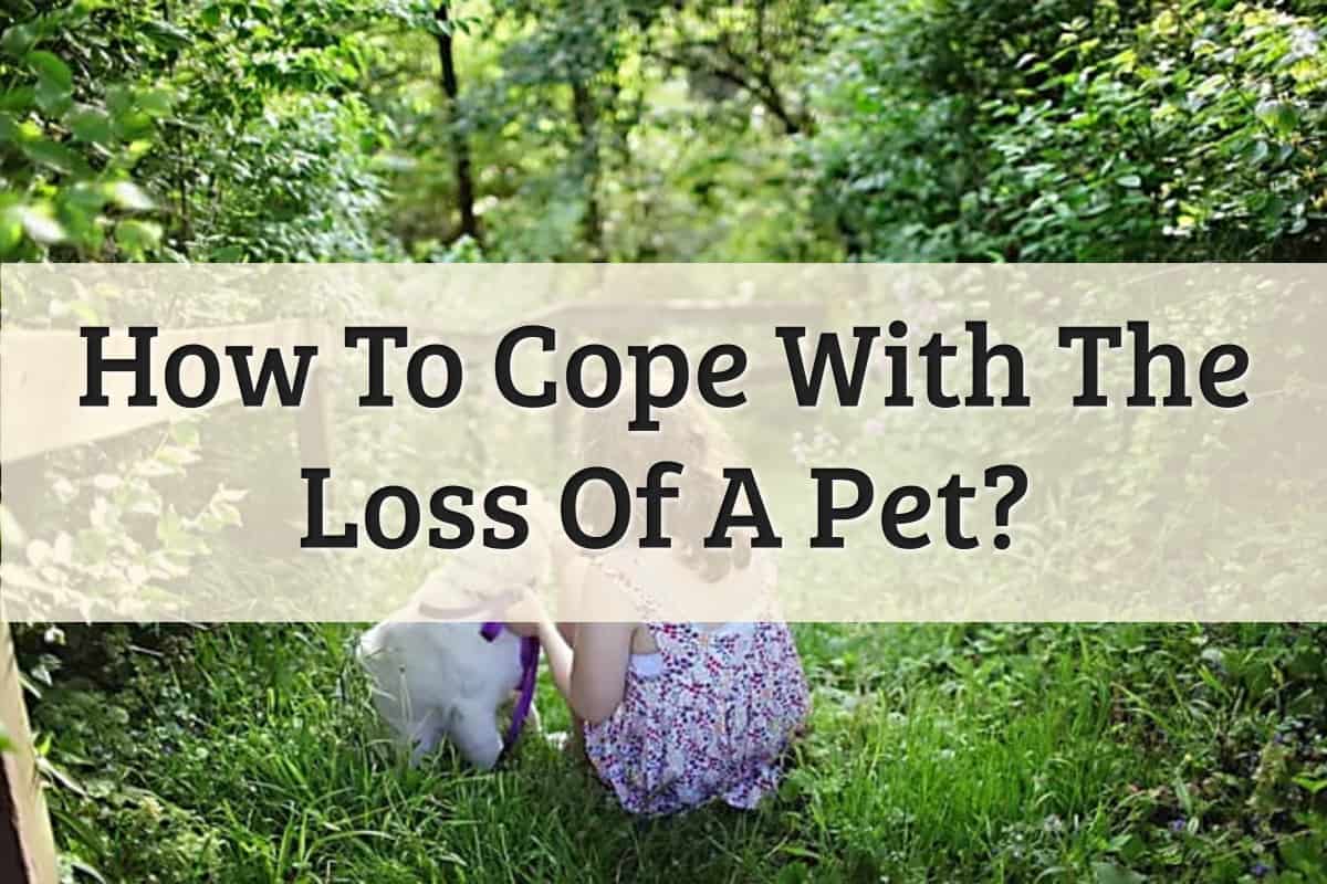 Well Pet - Tips For Coping With The Loss Of A Pet Feature Image