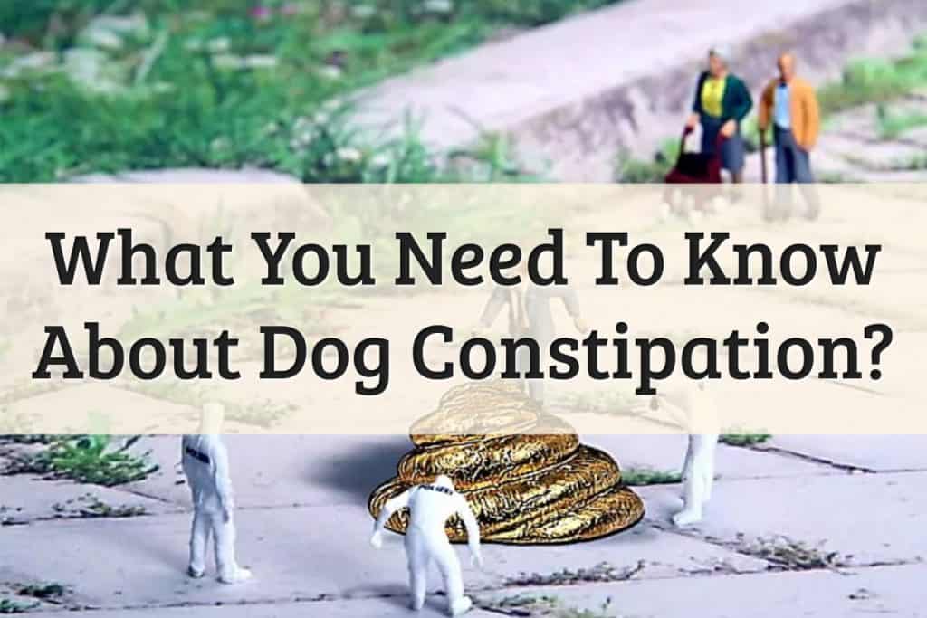 Causes & Treatments For Dog Constipation Feature Image