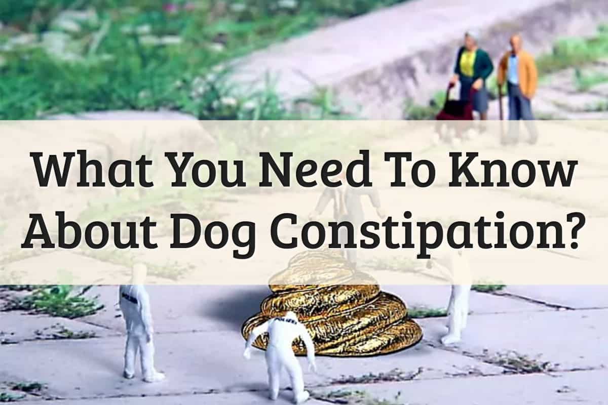3 Methods You Can Relieve Dog Constipation [2021 Updated]