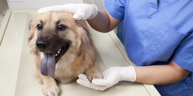 Breeds that you should check its tissue for potential mast cell tumor dog symptoms