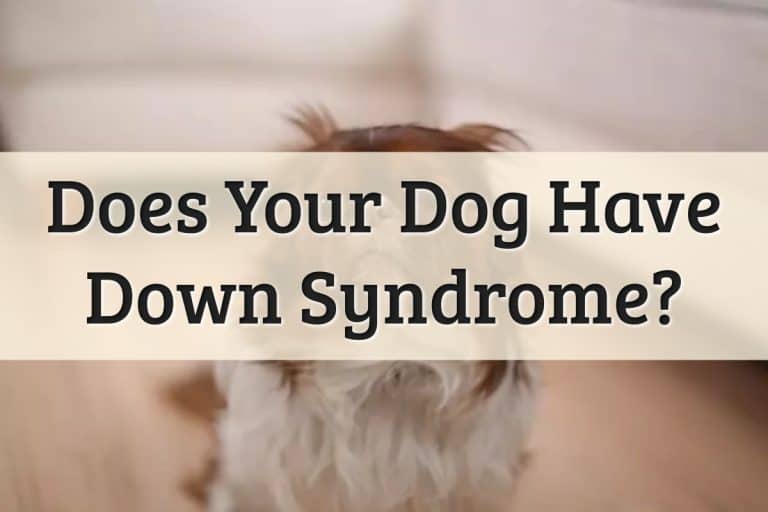 Well Pet - How To Tell Your Dog Has Down Syndrome Feature Image