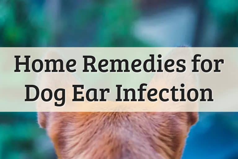 Well Pet - How To Treat Dog Ear Infection At Home Feature Image