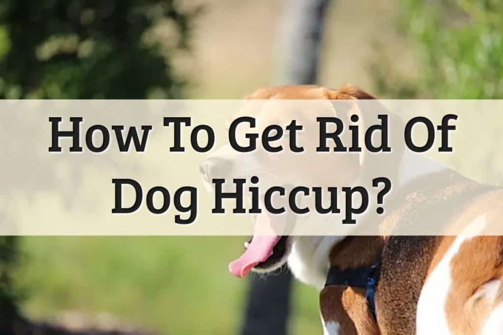 Best Way To Cure Dog Hiccups At Home Feature Image