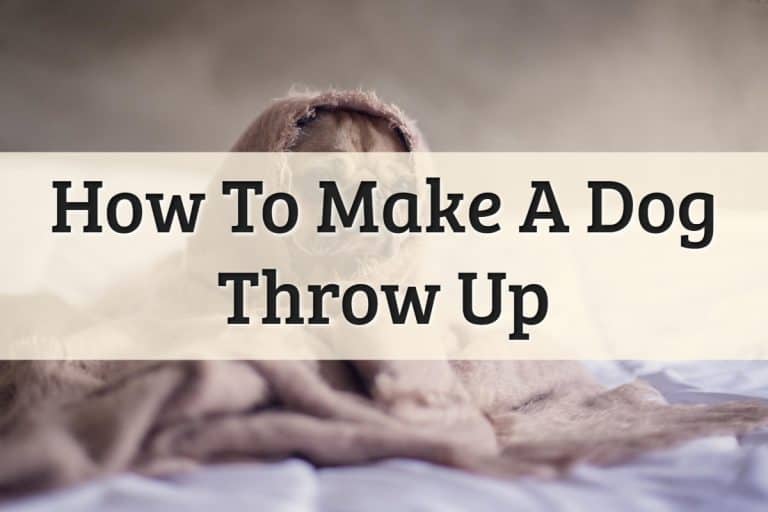 How To Make A Dog Throw Up Feature Image
