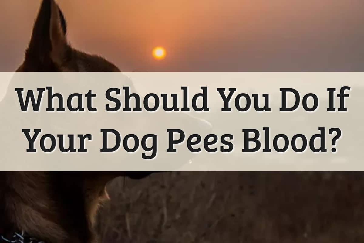 Well Pet - Dog Peeing Blood Feature Image