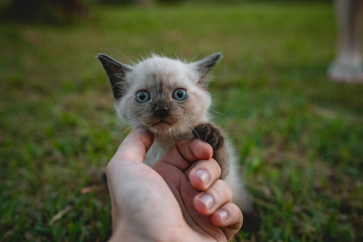 Caressing small kitten on the chin