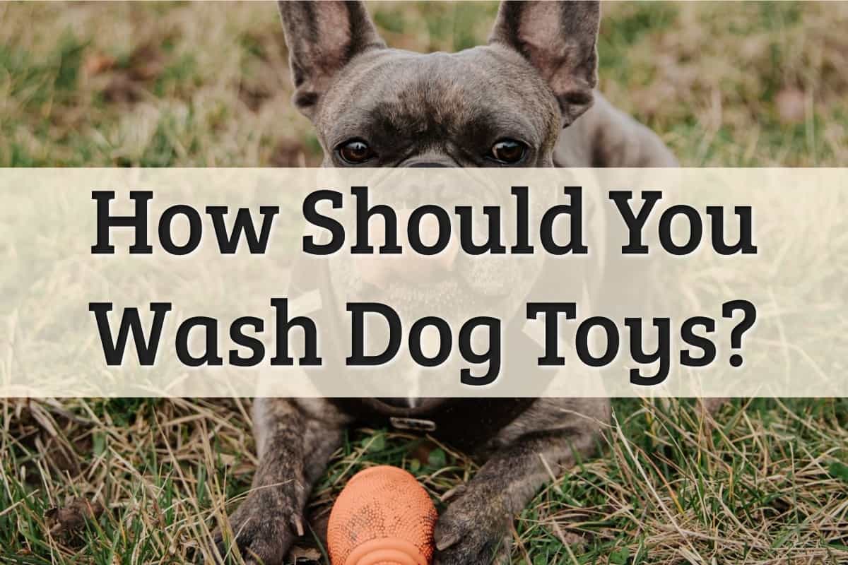 How To Wash Dog Toys In Safe Way (2022 Update) All Types