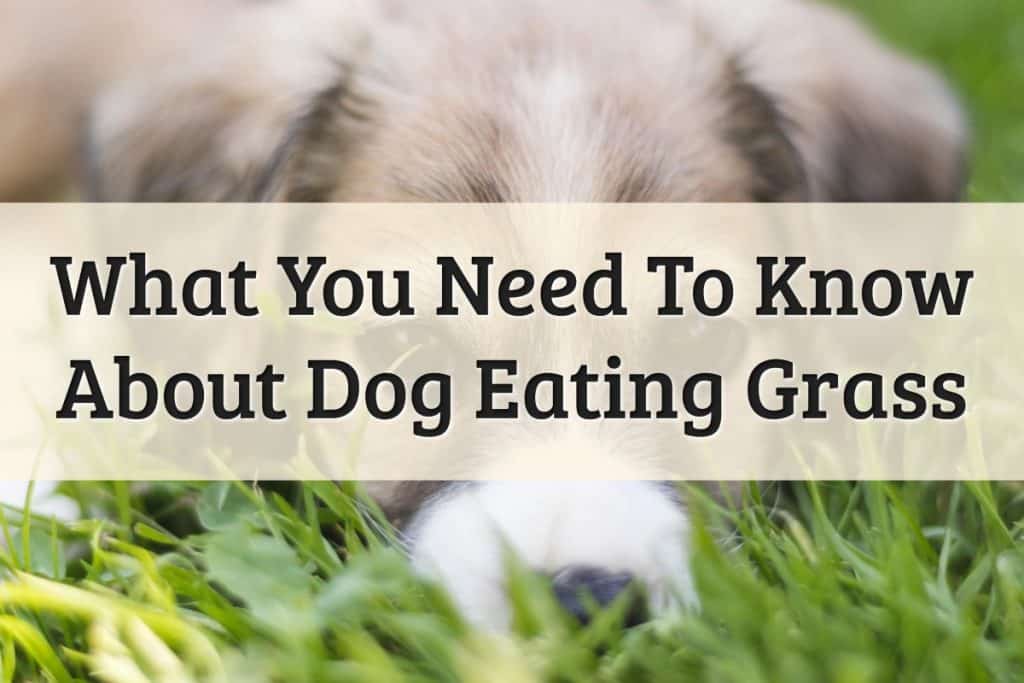 Dog Eating Grass Feature Image