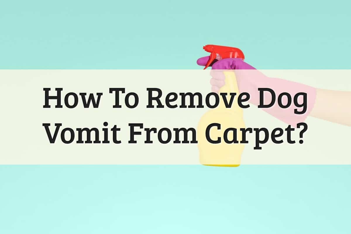 17 Ways Clean & Remove Dog Vomit From Carpet (17 Update)