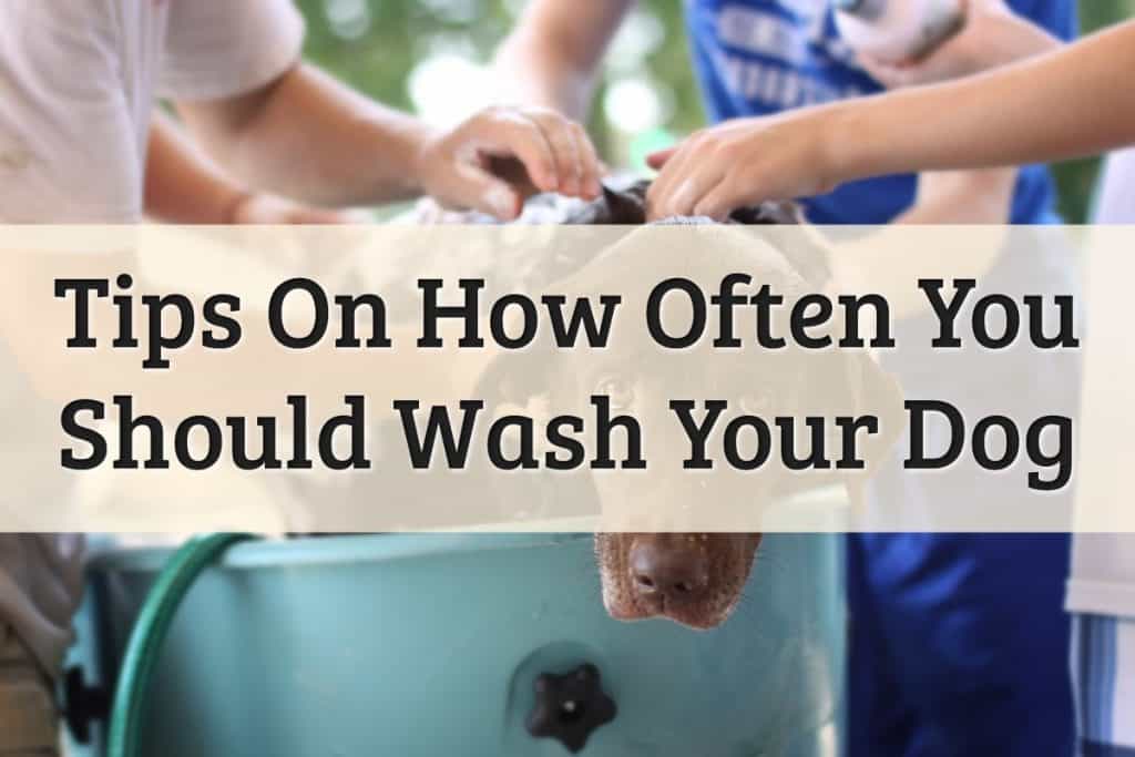 Tips On How Often You Should Wash Your Dog Feature Image