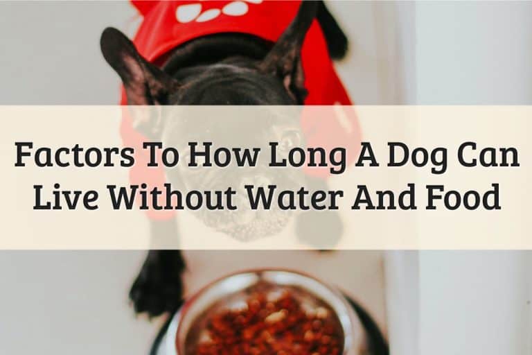 How-Long-Can-Dog-Go-Without-Eating-Feature-Image