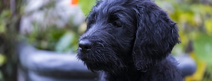 Decision To Get Labradoodle Puppy Food For Your Pup