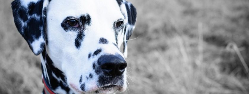 Pet Tips For Large Breed Dog - Dalmatian