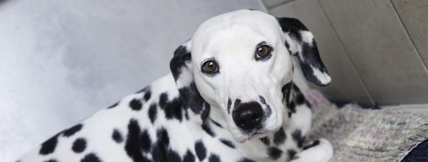 Life Issues With Dalmatians
