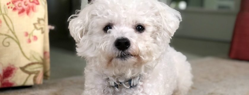 8 Best Dog Food For Bichon Frises (2020 Review Updated)