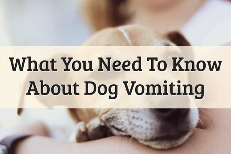 Dogs Vomiting Feature Image