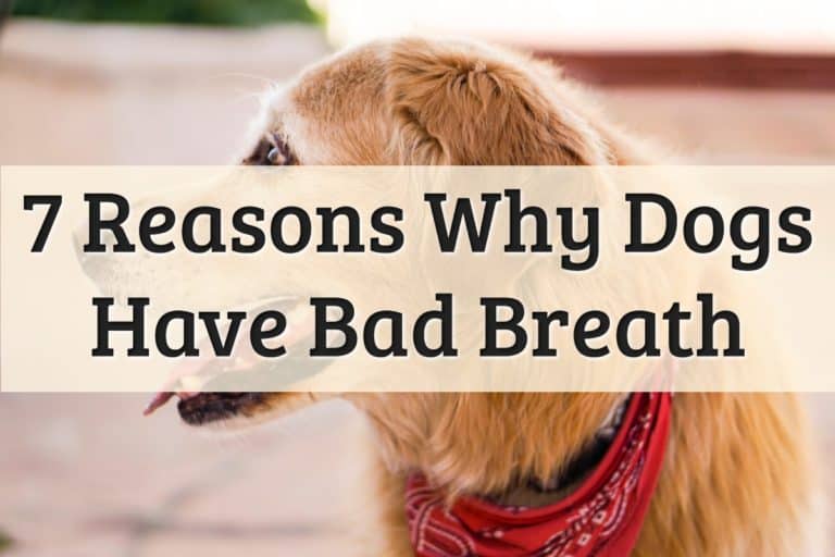 Dog Bad Breath Feature Image