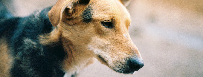 Signs, Tips & Ways Of Detecting Infection In Breeds