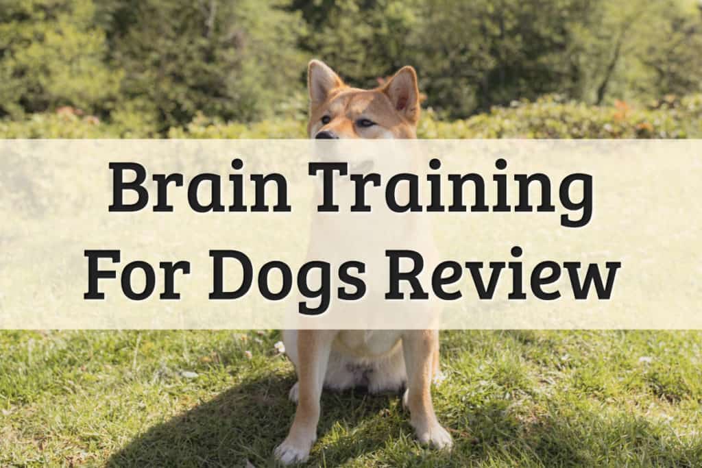 Brain Training For Dogs Review - Feature Image