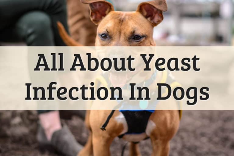 Yeast Infection In Dog - Feature Image
