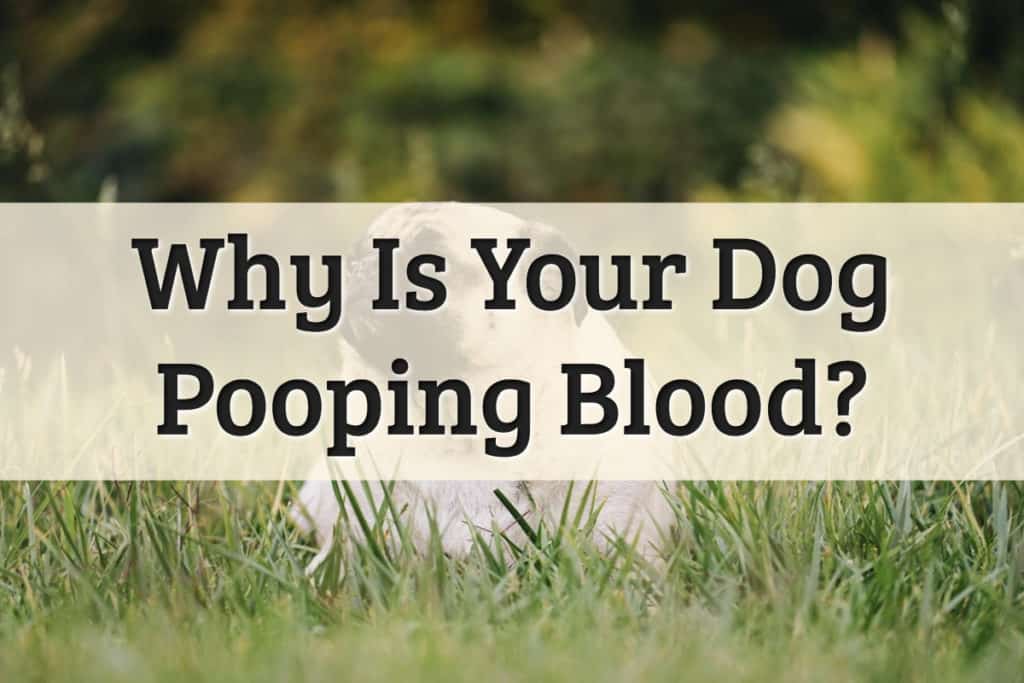 Blood in dog stool Feature Image