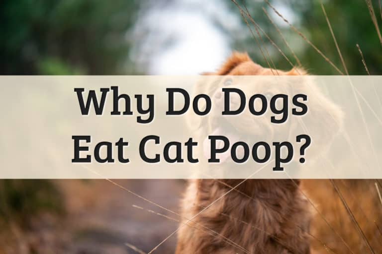 Why Do Dogs Eat Cats Poop - Feature Image