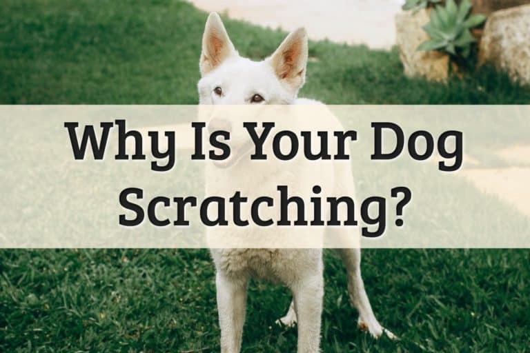 List of reason why many dog scratch for their life