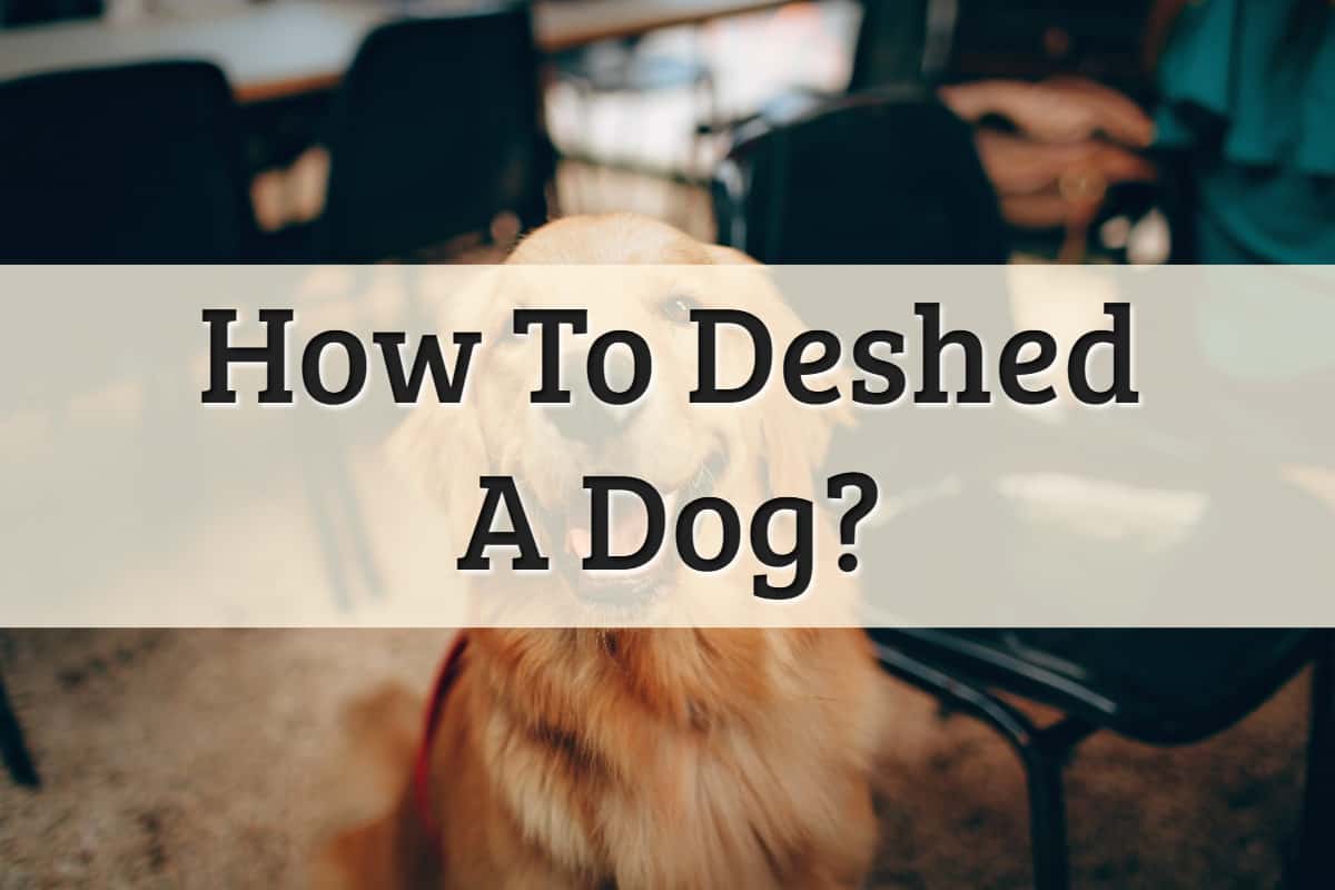 5 Ways On How To Deshed A Dog At Home (2022 Guide Upd)