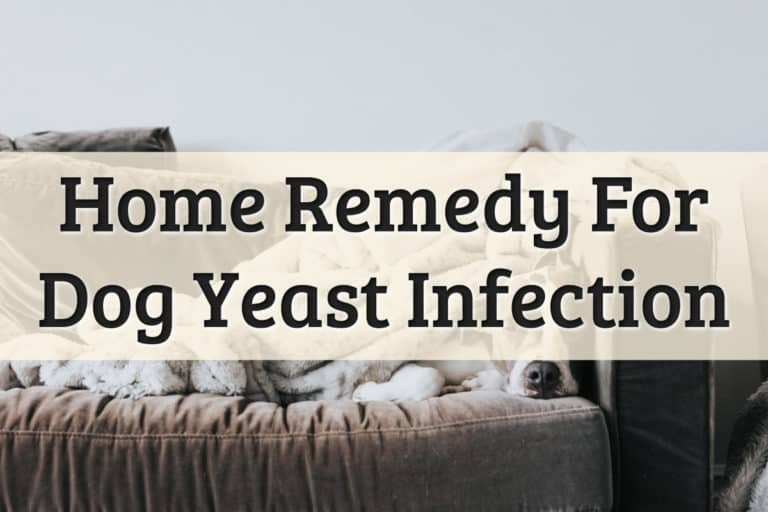 Yeast Infection Dogs Feature Image