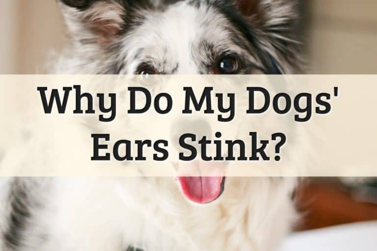 Why my pet has smelly ears