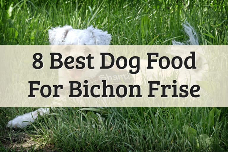 Recommendation Of Bichons Dog Food Feature Image