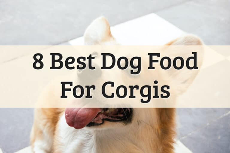 Our Review Recommendations On Best Dog Food For Corgis Feature Image
