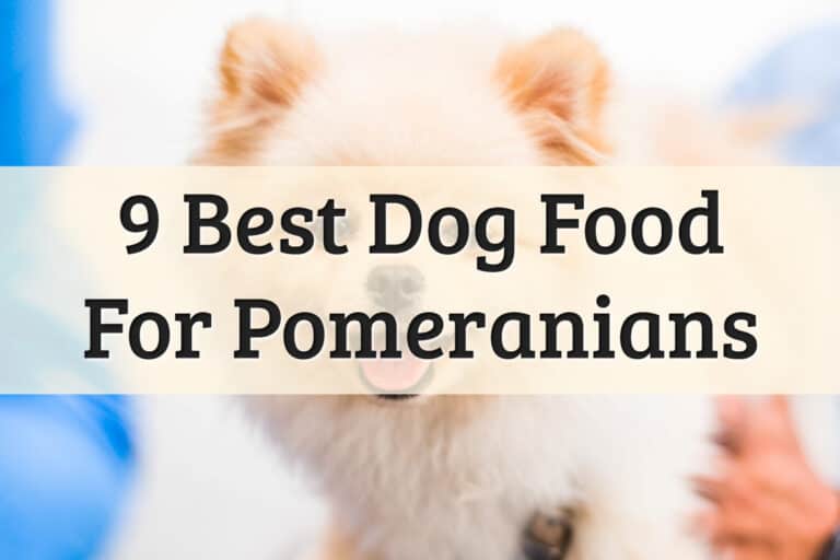 Recommendations Of The Best Pomeranian Food Feature Image