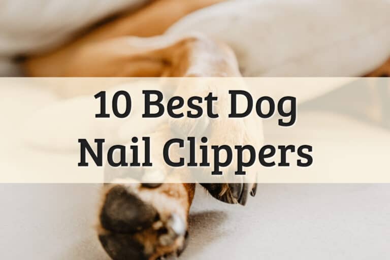 Top 10 Best Dog Nail Clippers Review Feature Image
