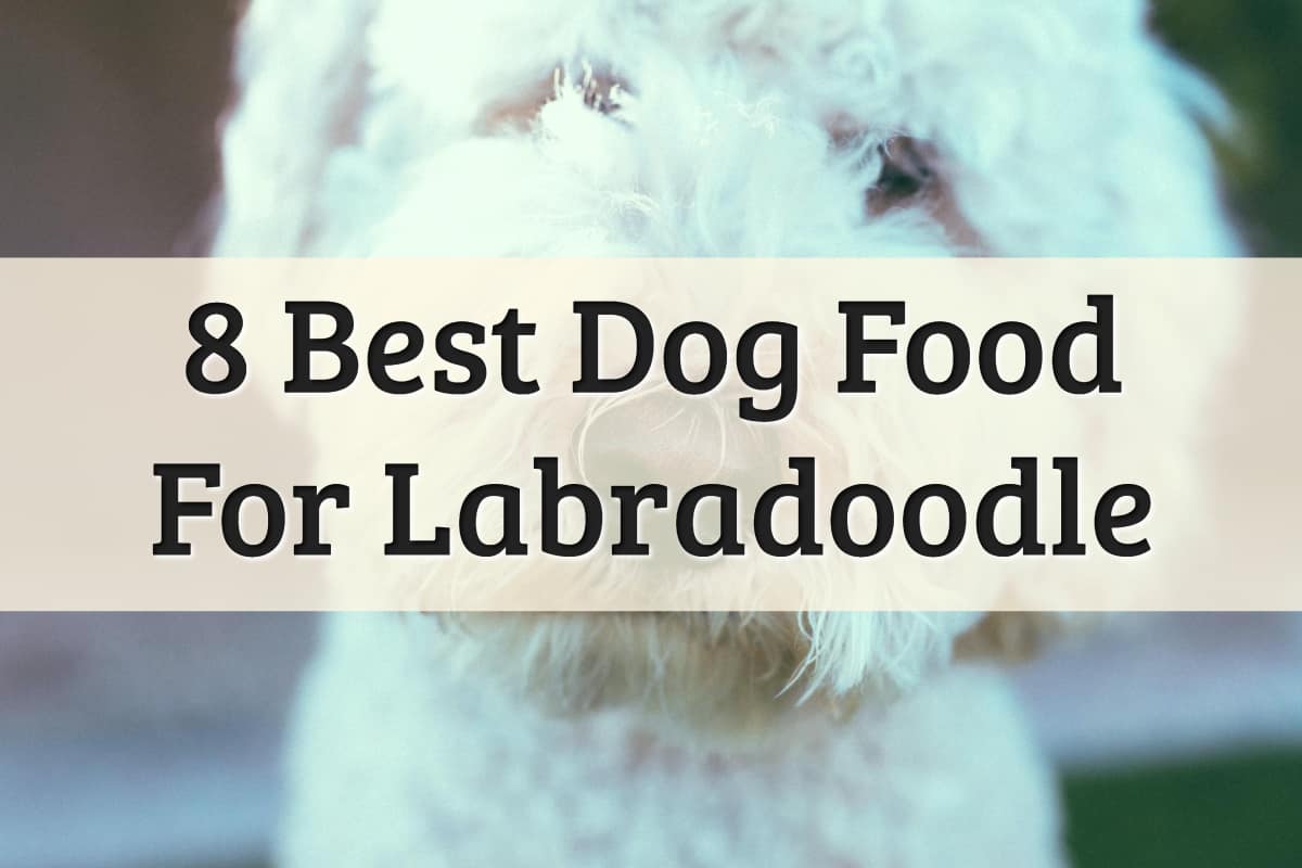 Recommendations Of The Best Labradoodle Food Feature Image