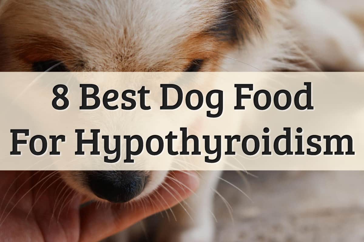 Best Food For Dogs With Hypothyriodism Feature Image