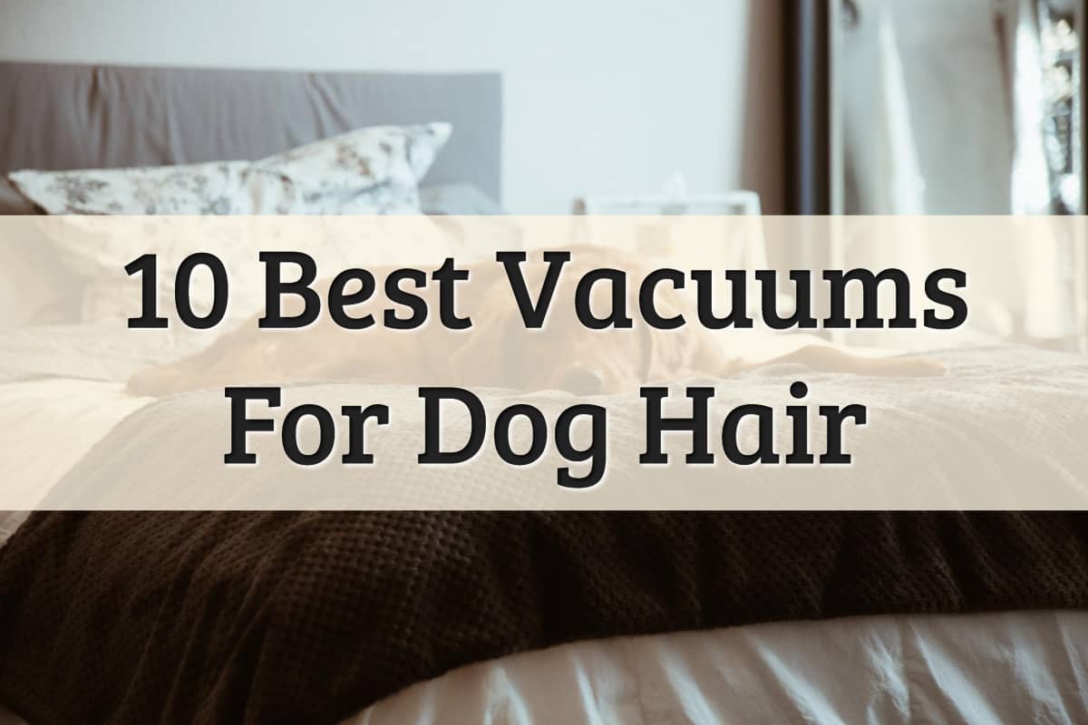 Top 10 Best Vacuum For Dog Hair Feature Image