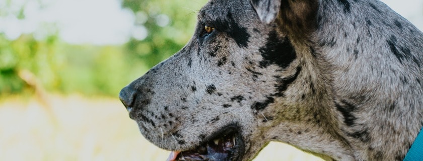 Best Dry Food For Great Dane Puppy - Contains Probiotics & Calorie Content In Food