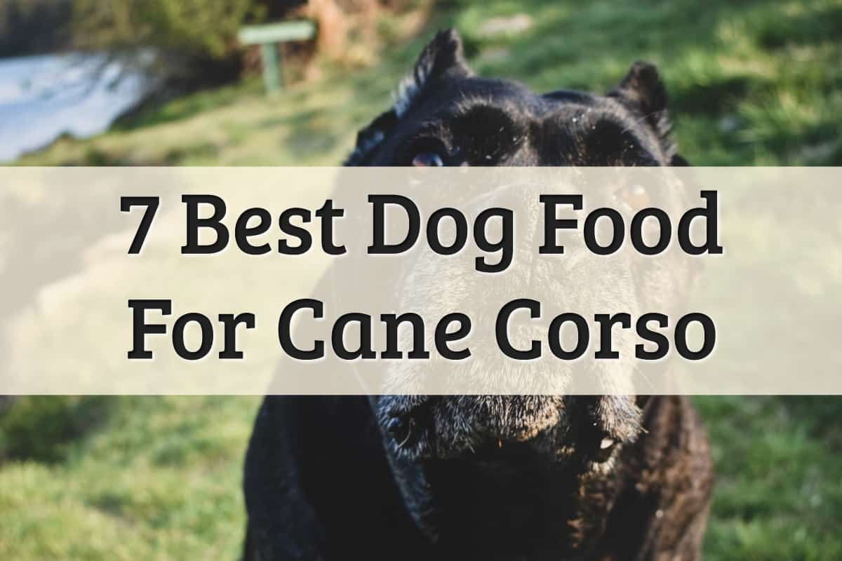 Recommendations Of Best Dry Dog Food For Large Breeds Like Cane Corso Feature Image