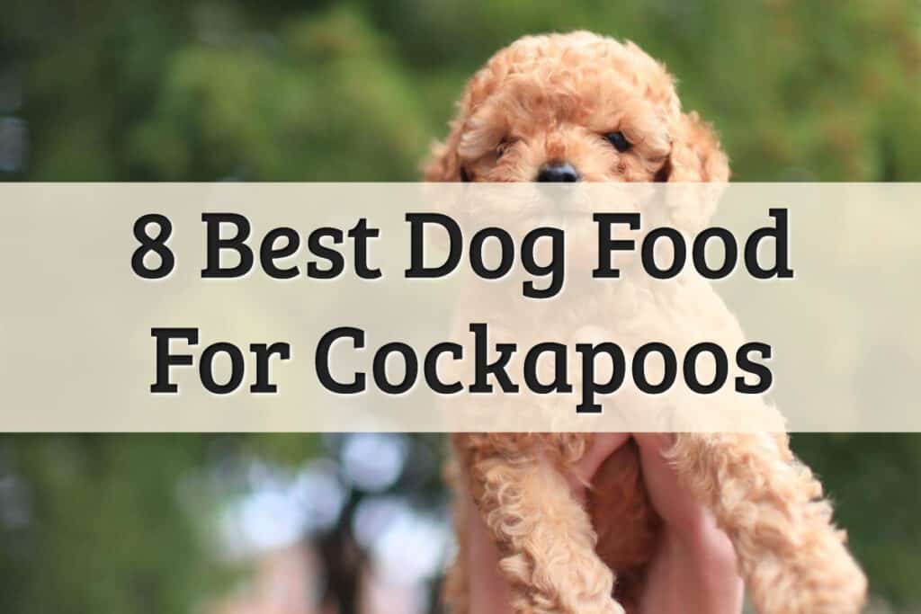 best clippers for cockapoo