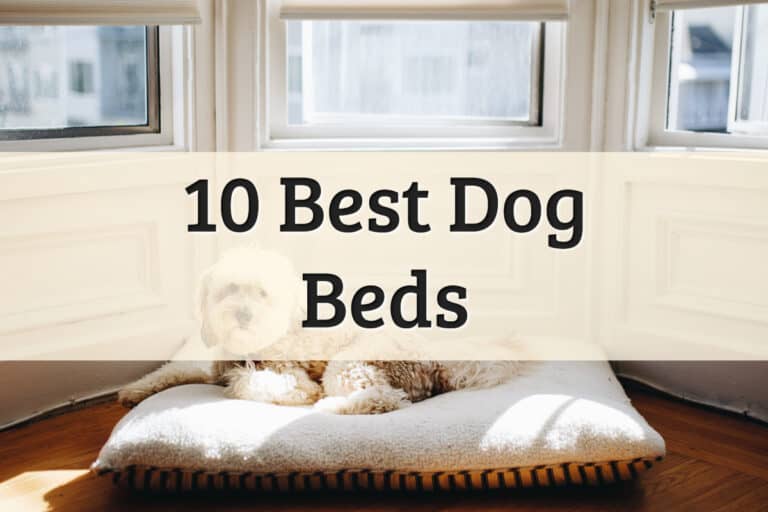 Best Dog Beds Feature Image