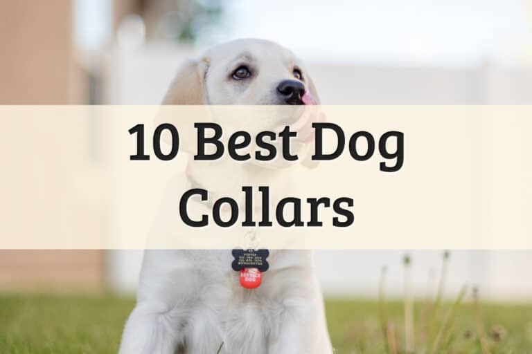 Best Dog Collars Feature Image