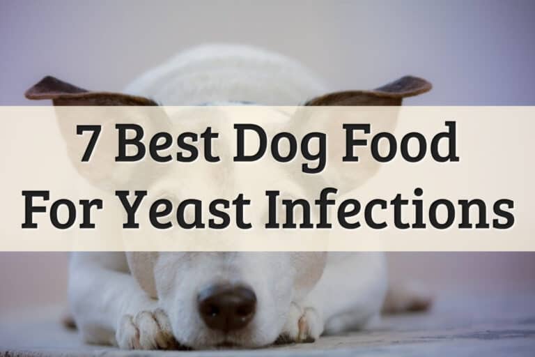 Our Recommendations On What To Feed When Dog Has A Yeast Infection Feature Image