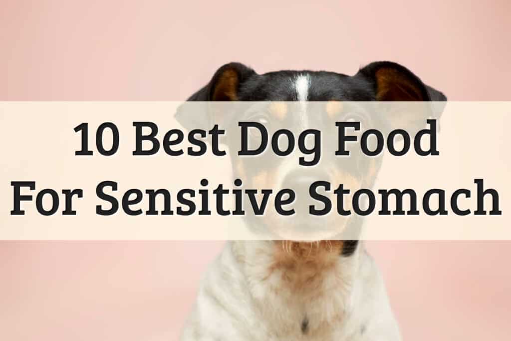 Best Dog Food For Sensitive Stomach Vomiting Feature Image