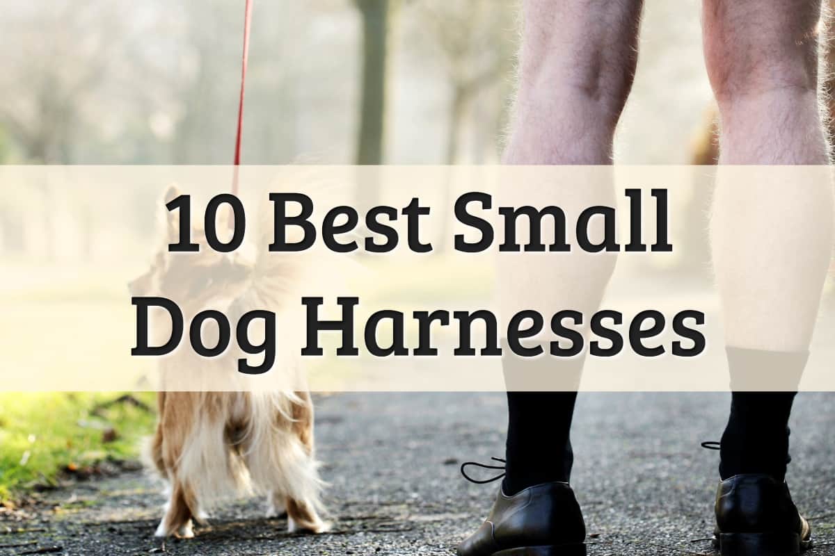 Dog Harnesses For Small Dogs Feature Image