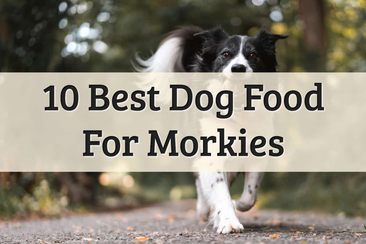 Best Food For Adult Dogs Morkie - Feature Image