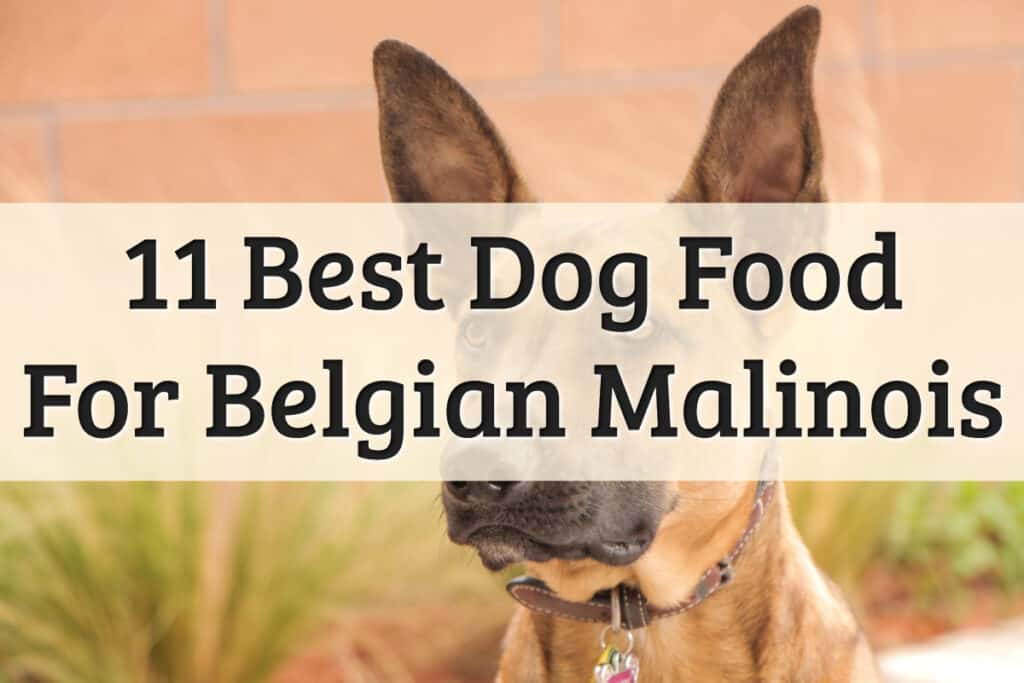 Belgian Malinois Feeding Guide - Feature Image